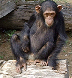 Chimpanzee